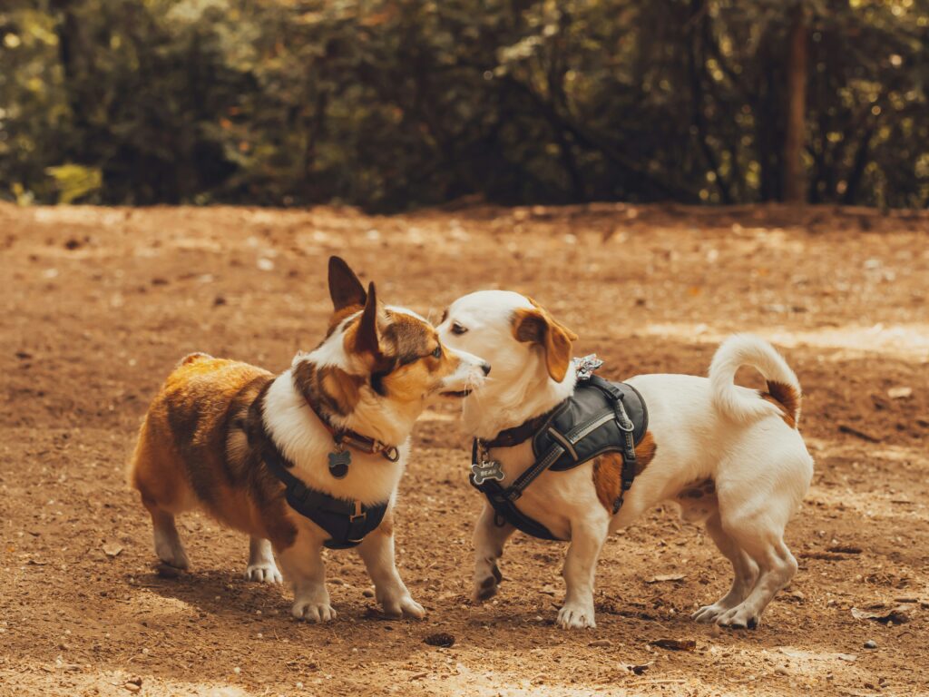 Interaction entre deux chiens