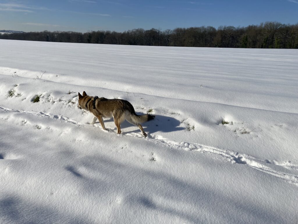 Athena dans la neige